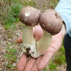 Wine Cap Mushroom Spores/Mycelium - On Dry Inert Seeds for Home Cultivation - Image 1