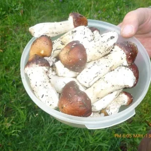 Wine Cap Mushroom Spores/Mycelium - On Dry Inert Seeds for Home Cultivation - Image 6