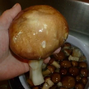 Wine Cap Mushroom Spores/Mycelium - On Dry Inert Seeds for Home Cultivation - Image 7