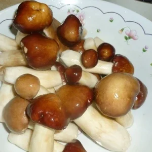 Wine Cap Mushroom Spores/Mycelium - On Dry Inert Seeds for Home Cultivation - Image 8