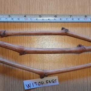 Witch Finger Grape Vine Cuttings - 3 Live Vines - Edible, Climbing - Image 3