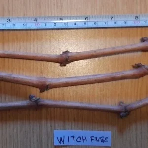 Witch Finger Grape Vine Cuttings - 3 Live Vines - Edible, Climbing - Image 1