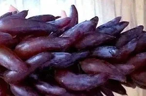 Witch Fingers Grape Vine Cuttings - 2 Pack - Vitis vinifera - Edible Fruit - Image 1