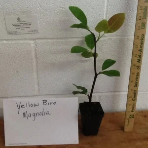 Yellow Bird Magnolia Live Plant – 2.5 inch Pot – 6-12 inches tall – Outdoor Tree - Image 3