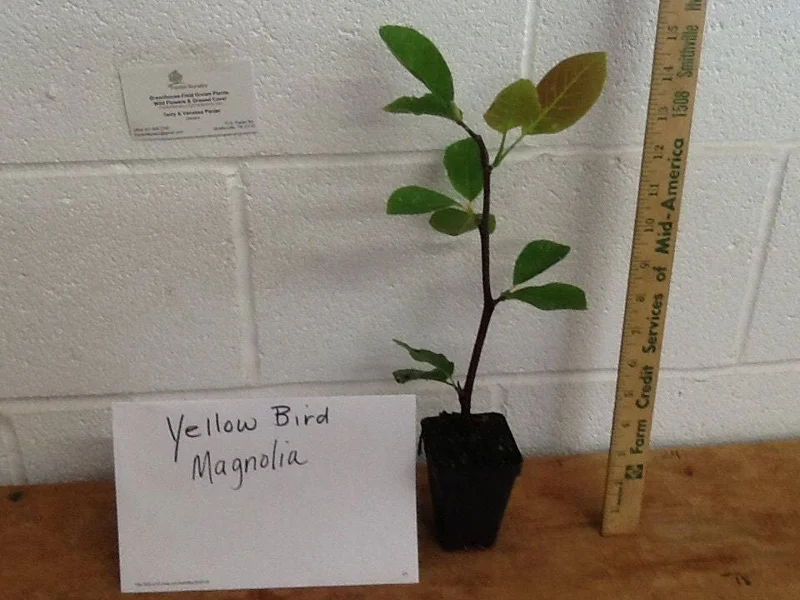 Yellow Bird Magnolia Live Plant – 2.5 inch Pot – 6-12 inches tall – Outdoor Tree - Image 3