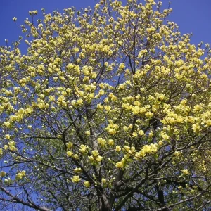 Yellow Bird Magnolia Live Plant – 2.5 inch Pot – 6-12 inches tall – Outdoor Tree - Image 4