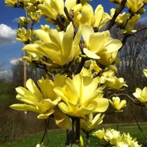 Yellow Bird Magnolia Live Plant – 2.5 inch Pot – 6-12 inches tall – Outdoor Tree - Image 1
