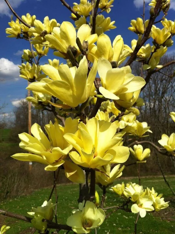 Yellow Bird Magnolia Live Plant – 2.5 inch Pot – 6-12 inches tall – Outdoor Tree - Image 1
