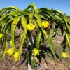 Yellow Dragon Fruit Live Plant - 3-6" Tall Fruiting Cactus Starter Hylocereus Megalanthus - Image 1