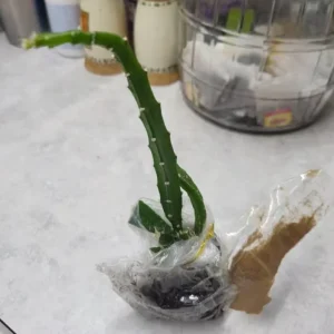 Yellow Dragon Fruit Live Plant - 3-6