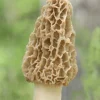 Yellow Morel Mushroom Spores Mycelium - Grow Kit on Dried Seeds - Image 1