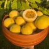 Yellow Passionfruit Live Plant (Passiflora edulis) - Set of 4, 3-6" Tall Edible Fruit Vines - Image 1