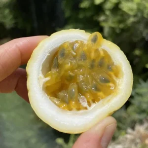 Yellow Passionfruit Live Plant (Passiflora edulis) - Set of 4, 3-6