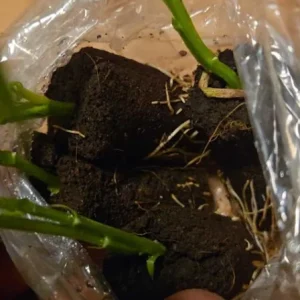 Yellow Passionfruit Live Plant (Passiflora edulis) - Set of 4, 3-6