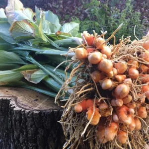 Yellow Turmeric Live Plant Set (Curcuma longa) – 2-Pack, 4-6