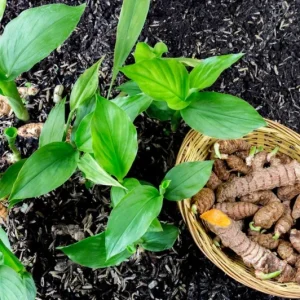 Yellow Turmeric Live Plant Set (Curcuma longa) – 2-Pack, 4-6