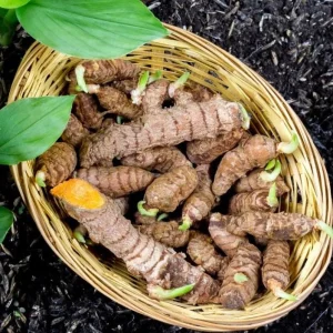 Yellow Turmeric Live Plant Set (Curcuma longa) – 2-Pack, 4-6