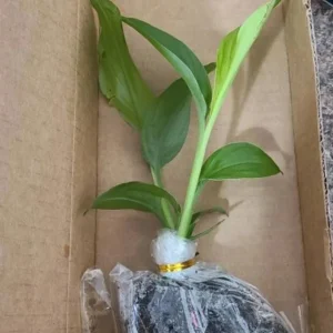 Yellow Turmeric Live Plant Set (Curcuma longa) – 2-Pack, 4-6
