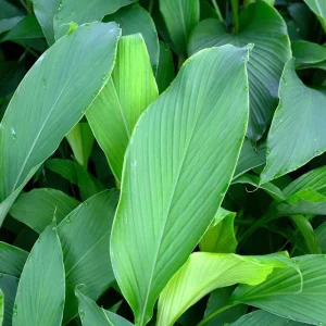 Yellow Turmeric Live Plant Set (Curcuma longa) – 2-Pack, 4-6