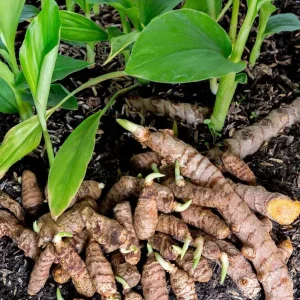 Yellow Turmeric Live Plant Set (Curcuma longa) – 2-Pack, 4-6