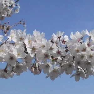 Yoshino Flowering Cherry Tree Live Plant - 6-12