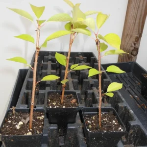 Yoshino Flowering Cherry Tree Live Plant - 6-12