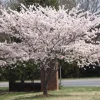 Yoshino Flowering Cherry Tree Live Plant - 6-12" Tall, 3" Pot - Outdoor Zones 5-8 - Image 1