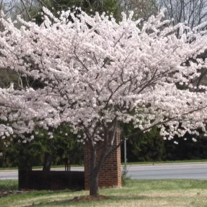 Yoshino Flowering Cherry Tree Live Plant - 6-12