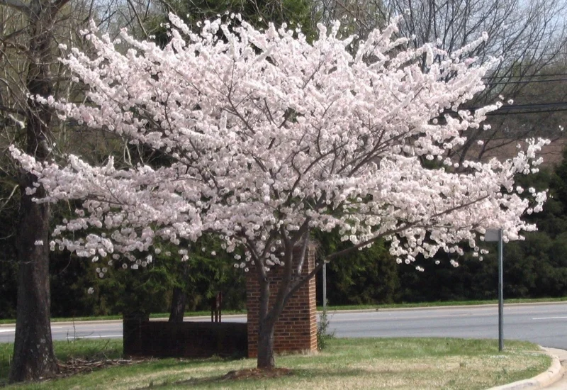 Yoshino Flowering Cherry Tree Live Plant - 6-12" Tall, 3" Pot - Outdoor Zones 5-8 - Image 1