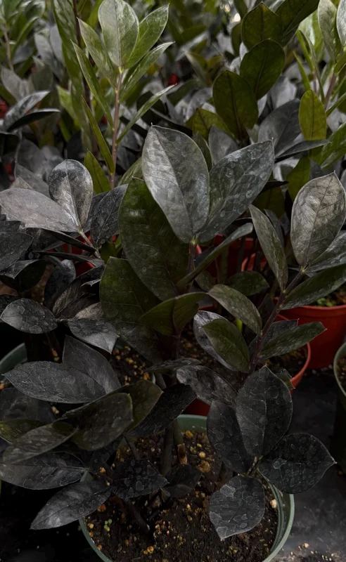 ZZ Plant Black Raven Live Plant – Zamioculcas Zamiifolia – 6 inch Pot – Indoor - Image 2