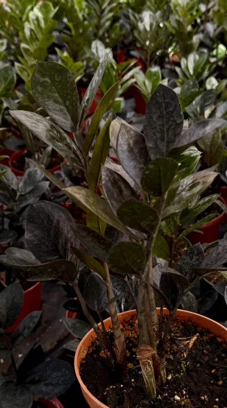 ZZ Plant Black Raven Live Plant – Zamioculcas Zamiifolia – 6 inch Pot – Indoor - Image 3