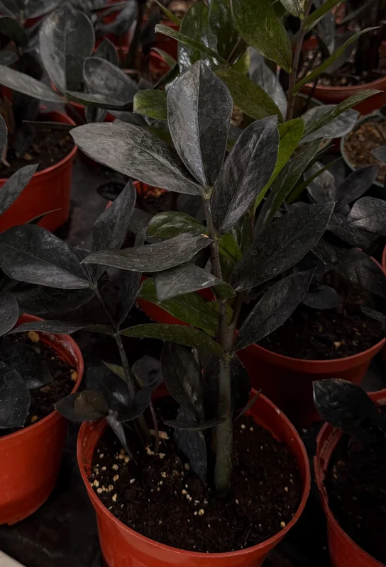 ZZ Plant Black Raven Live Plant – Zamioculcas Zamiifolia – 6 inch Pot – Indoor - Image 1