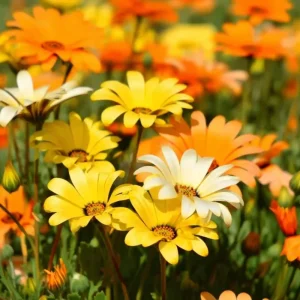 African Daisy Seeds - 200 Count Dimorphotheca Sinuata for Pollinator Gardens - Image 3