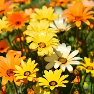 African Daisy Seeds - 200 Count Dimorphotheca Sinuata for Pollinator Gardens - Image 1