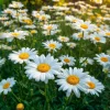 Alaska Shasta Daisy Seeds - 100 Count White Perennial Blooms for Gardens - Image 1