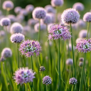 Allium stellatum Seeds - Prairie Onion, 100 Lavender-Purple Blooms, Pollinator Friendly - Image 2