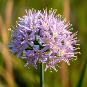 Allium stellatum Seeds - Prairie Onion, 100 Lavender-Purple Blooms, Pollinator Friendly - Image 3