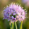 Allium stellatum Seeds - Prairie Onion, 100 Lavender-Purple Blooms, Pollinator Friendly - Image 1