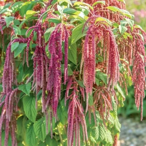 Amaranth Coral Fountain Seeds - 100 Light Pink Trailing Flower Seeds - Image 2