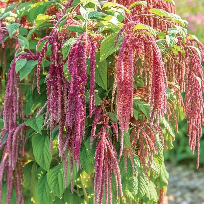 Amaranth Coral Fountain Seeds - 100 Light Pink Trailing Flower Seeds - Image 2