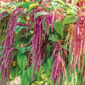 Amaranth Coral Fountain Seeds - 100 Light Pink Trailing Flower Seeds - Image 3