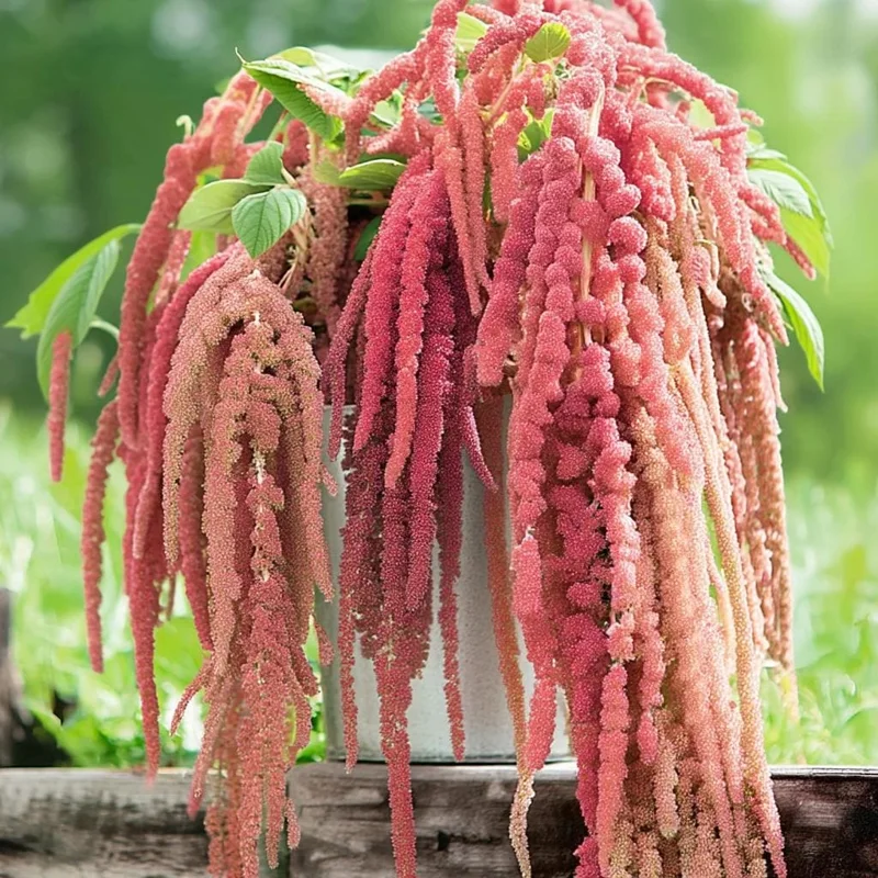 Amaranth Coral Fountain Seeds - 100 Light Pink Trailing Flower Seeds - Image 4