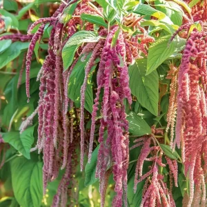 Amaranth Coral Fountain Seeds - 100 Light Pink Trailing Flower Seeds - Image 5