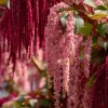 Amaranth Coral Fountain Seeds - 100 Light Pink Trailing Flower Seeds - Image 1