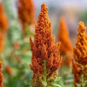 Amaranthus Hot Biscuits Seeds - 100 Count Burnt Orange Flowers for Cut Flowers & Fall Decor - Image 2