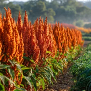 Amaranthus Hot Biscuits Seeds - 100 Count Burnt Orange Flowers for Cut Flowers & Fall Decor - Image 4