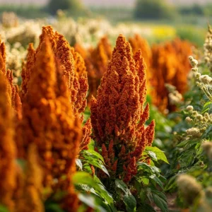Amaranthus Hot Biscuits Seeds - 100 Count Burnt Orange Flowers for Cut Flowers & Fall Decor - Image 5