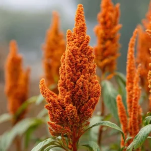 Amaranthus Hot Biscuits Seeds - 100 Count Burnt Orange Flowers for Cut Flowers & Fall Decor - Image 1