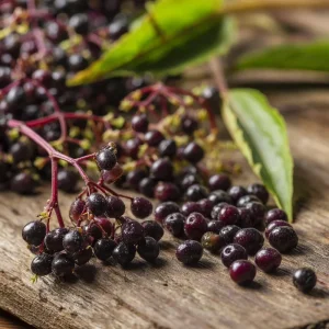 American Black Elderberry Seeds - 50 Heirloom Sambucus Canadensis - Image 3