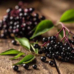 American Black Elderberry Seeds - 50 Heirloom Sambucus Canadensis - Image 1